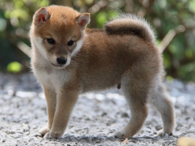 IMG_0856-shiba-puppy