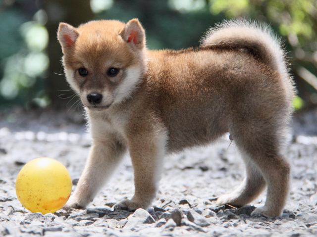 IMG_0867-shiba-puppy