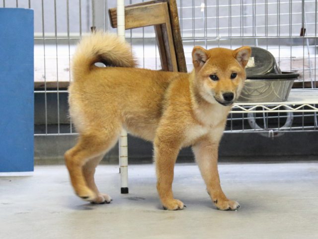 IMG_8088-shiba-puppy