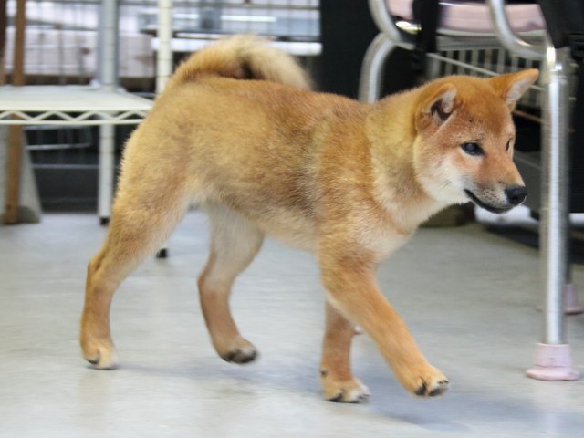 IMG_8092-shiba-puppy