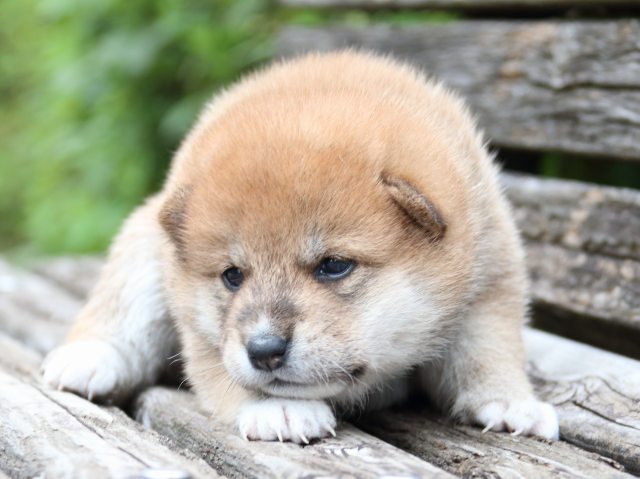 IMG_8228-shiba-puppy