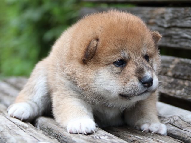 IMG_8232-shiba-puppy