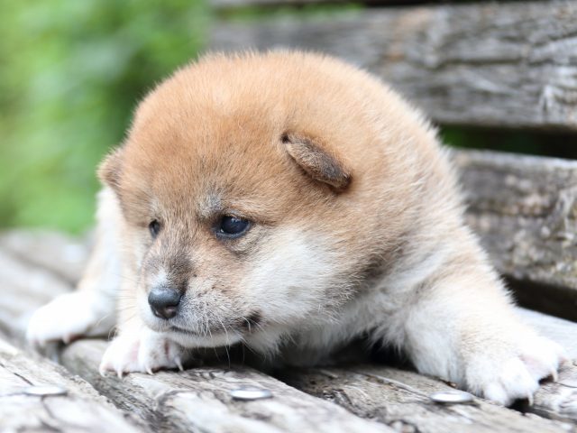 IMG_8239-shiba-puppy