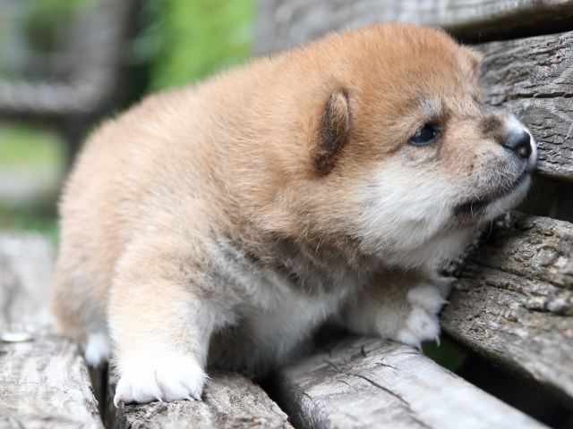 IMG_8258-shiba-puppy