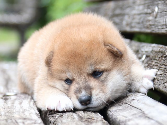 IMG_8260-shiba-puppy