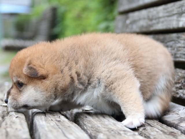 IMG_8267-shiba-puppy