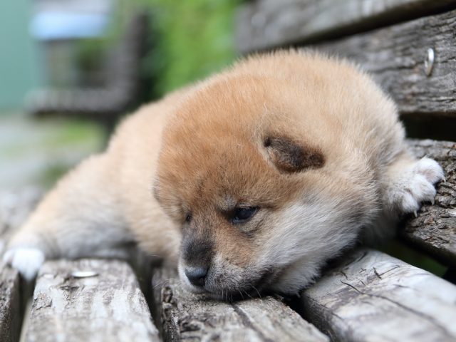 IMG_8280-shiba-puppy