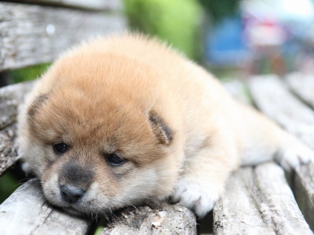 IMG_8299-shiba-puppy