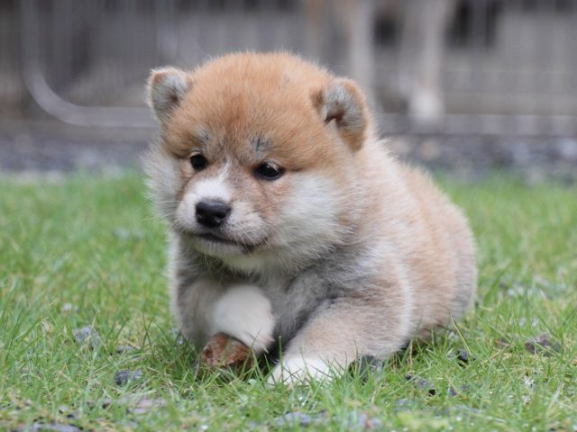 IMG_8301-shiba-puppy