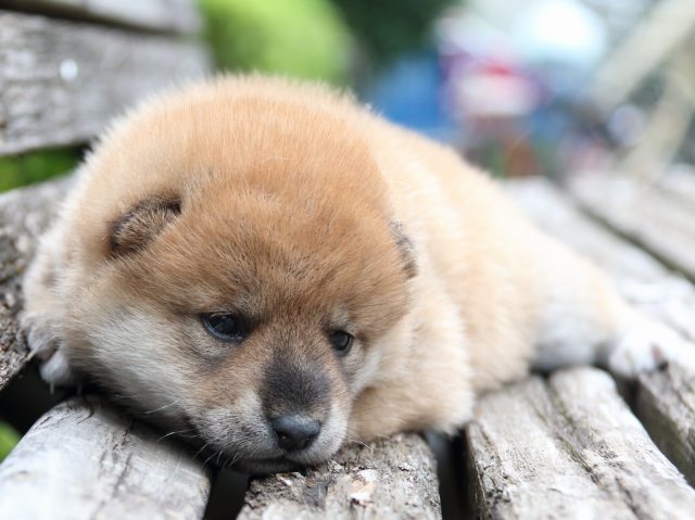 IMG_8306-shiba-puppy