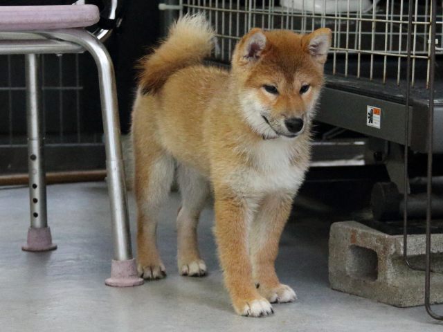 IMG_8361-shiba-puppy