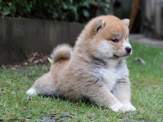 IMG_8383-shiba-puppy