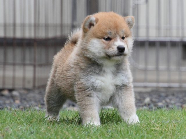 IMG_8393-shiba-puppy