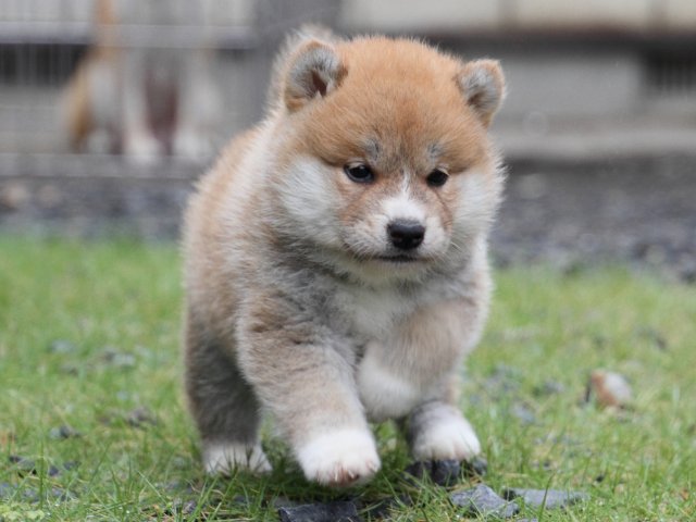 IMG_8409-shiba-puppy