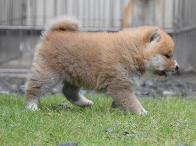 IMG_8422-shiba-puppy