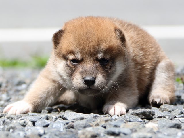 IMG_8493-shiba-puppy