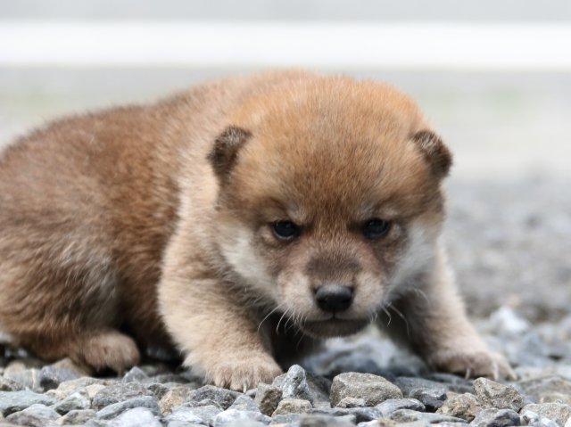 IMG_8531-shiba-puppy