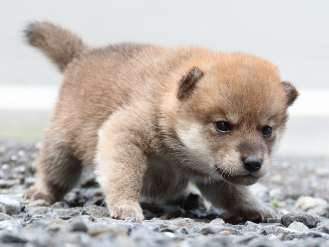 IMG_8547-shiba-puppy