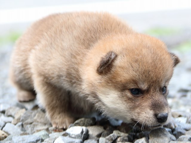 IMG_8574-shiba-puppy