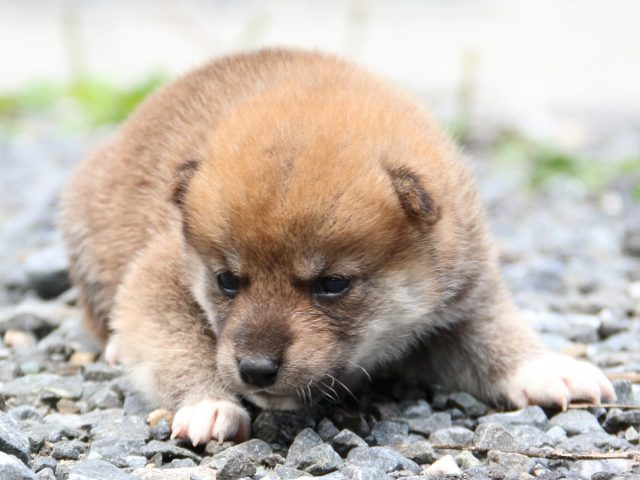 IMG_8605-shiba-puppy