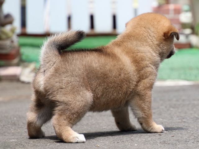 IMG_8684-shiba-puppy