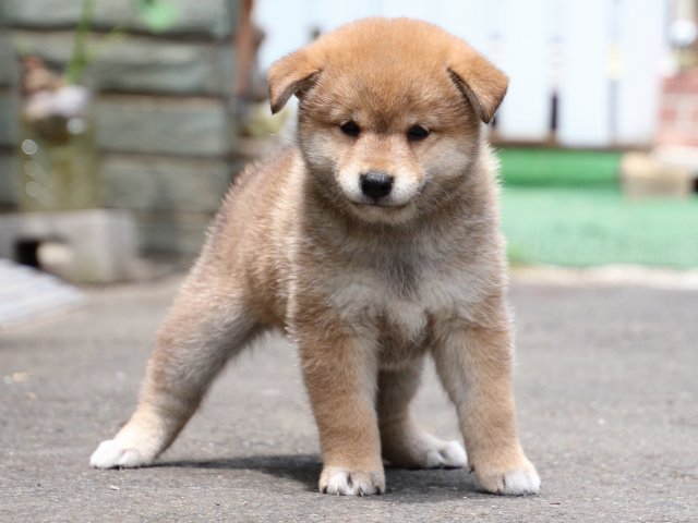 IMG_8694-shiba-puppy