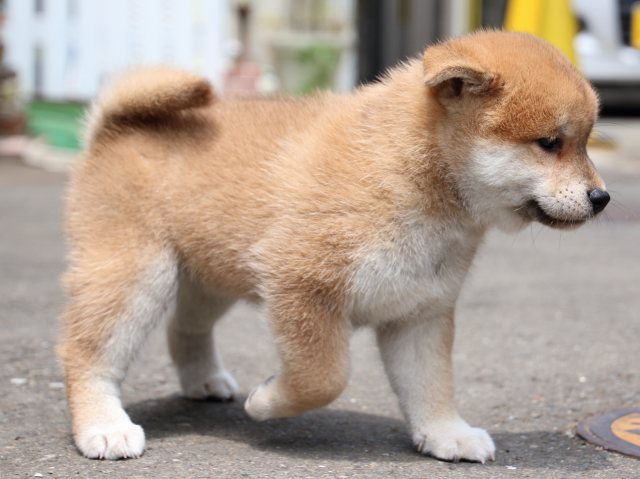 IMG_8730-shiba-puppy