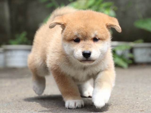 IMG_8736-shiba-puppy