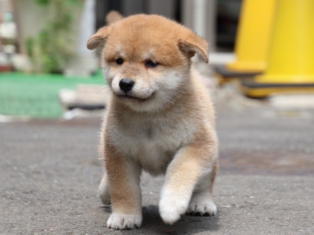 IMG_8746-shiba-puppy