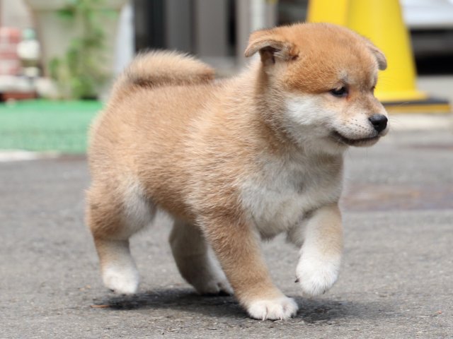 IMG_8770-shiba-puppy