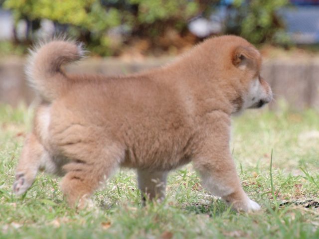 IMG_8789-shiba-puppy