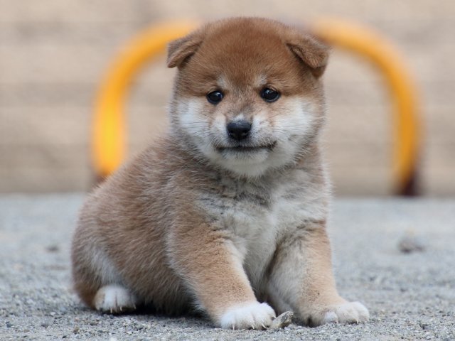 IMG_8813-shiba-puppy