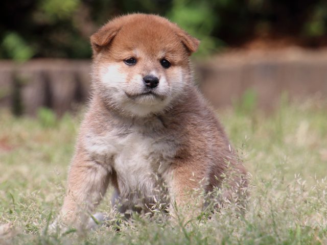 IMG_8824-shiba-puppy