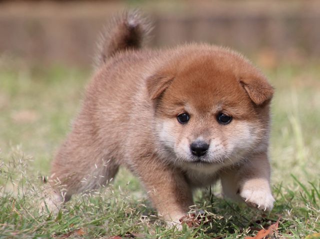 IMG_8829-shiba-puppy