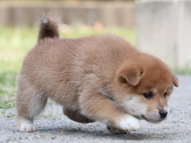 IMG_8836-shiba-puppy