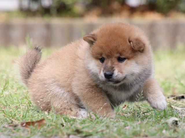 IMG_8857-shiba-puppy