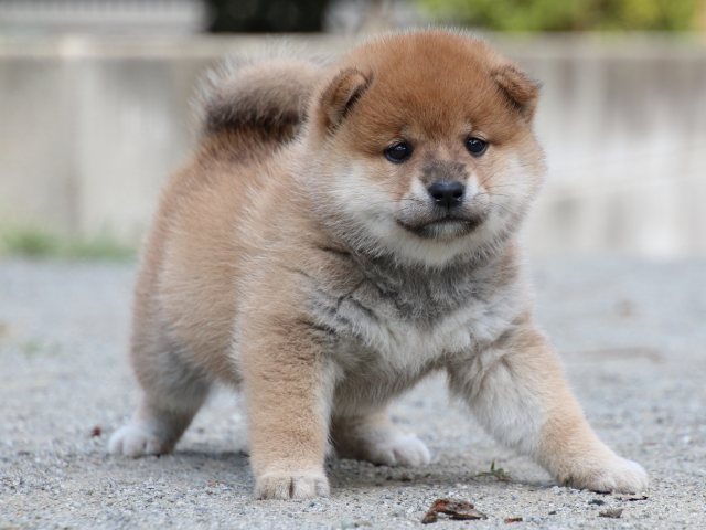 IMG_8879-shiba-puppy