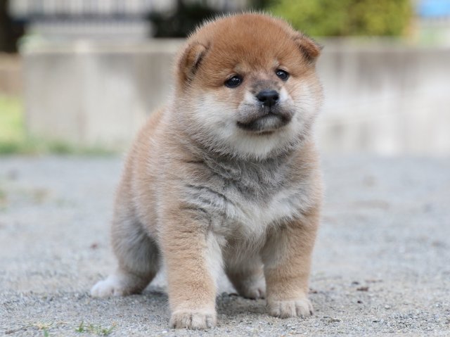 IMG_8881-shiba-puppy