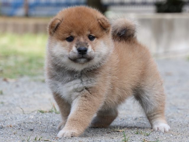 IMG_8889-shiba-puppy