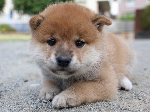 IMG_8891-shiba-puppy