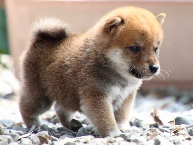 IMG_8967-shiba-puppy