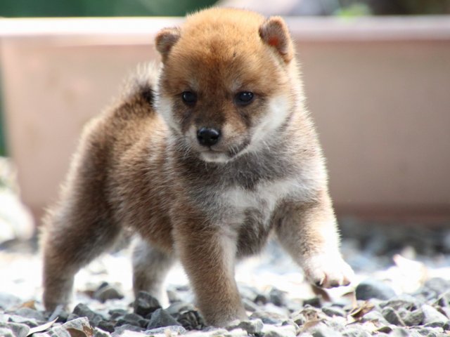 IMG_8968-shiba-puppy