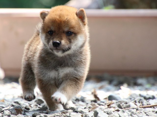 IMG_8972-shiba-puppy