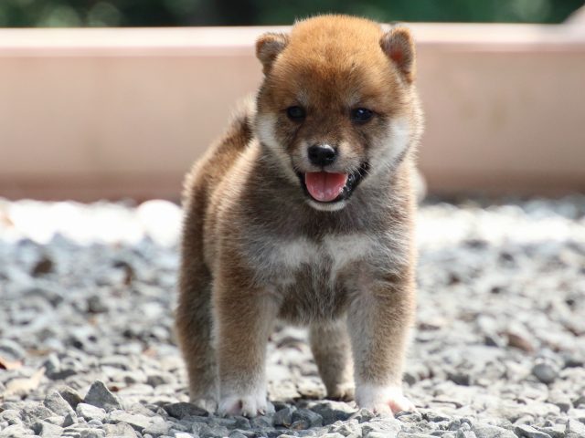 IMG_8975-shiba-puppy