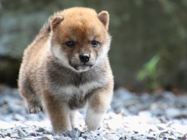 IMG_8984-shiba-puppy