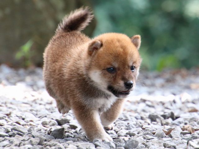 IMG_8986-shiba-puppy