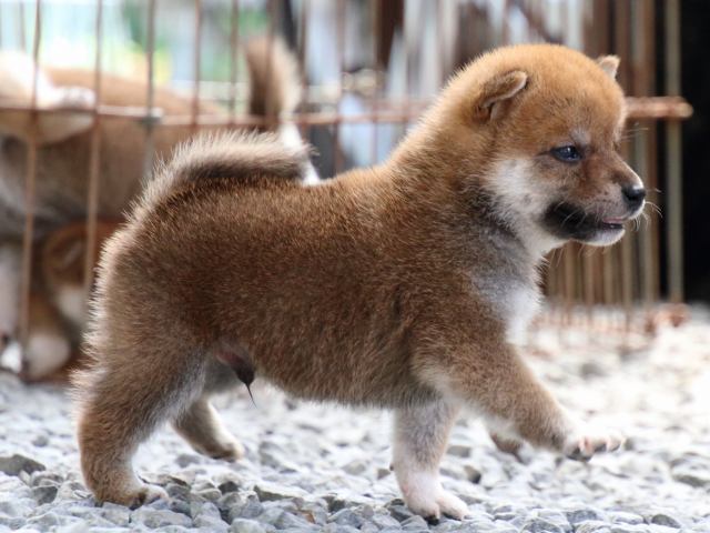 IMG_8991-shiba-puppy