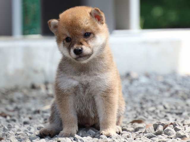 IMG_9014-shiba-puppy