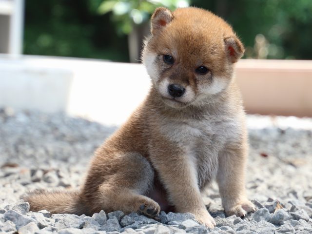 IMG_9028-shiba-puppy