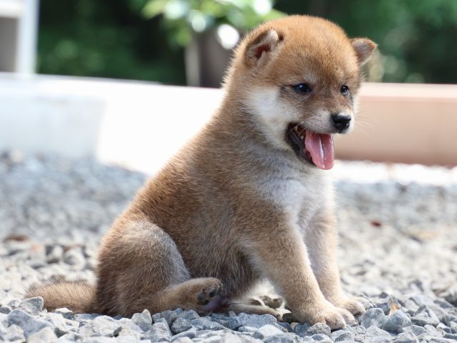 IMG_9038-shiba-puppy